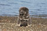 DOGUE DU TIBET 074